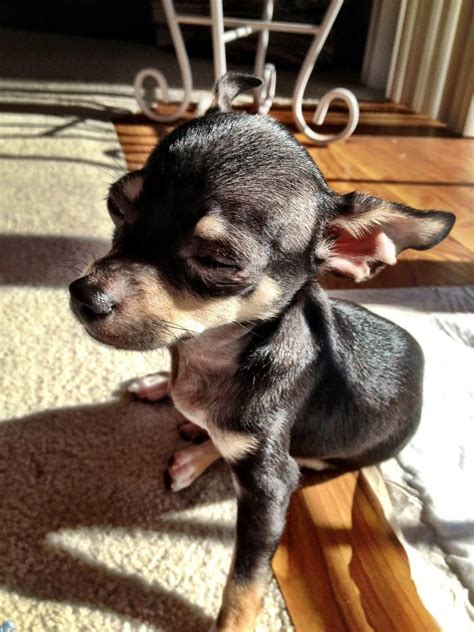 Toy poodle/min pin · Independence · 12/16 pic. . Craigslist pets wichita